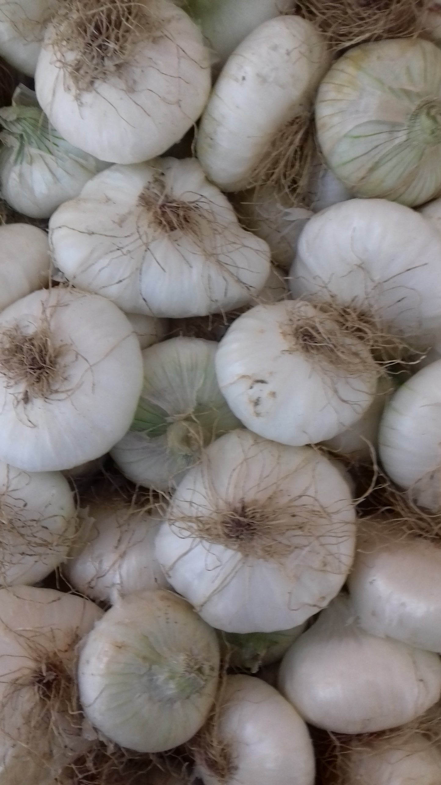Cipolle Bianche Piatte (€ 5,90/kg) 500g