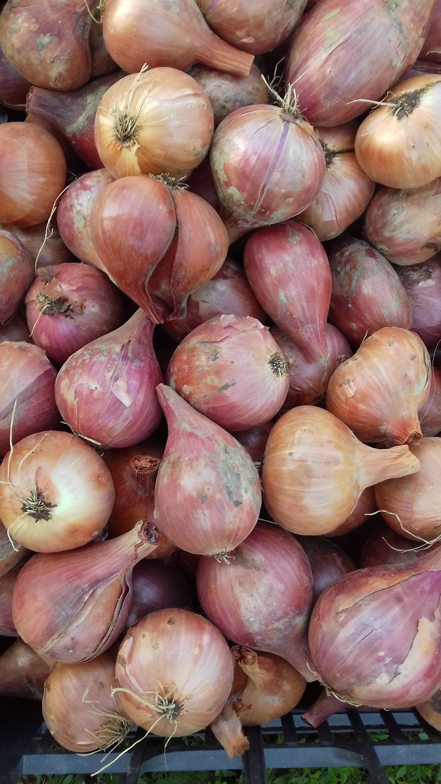 Cipolla Scalogno (€ 7,20/kg) 500g