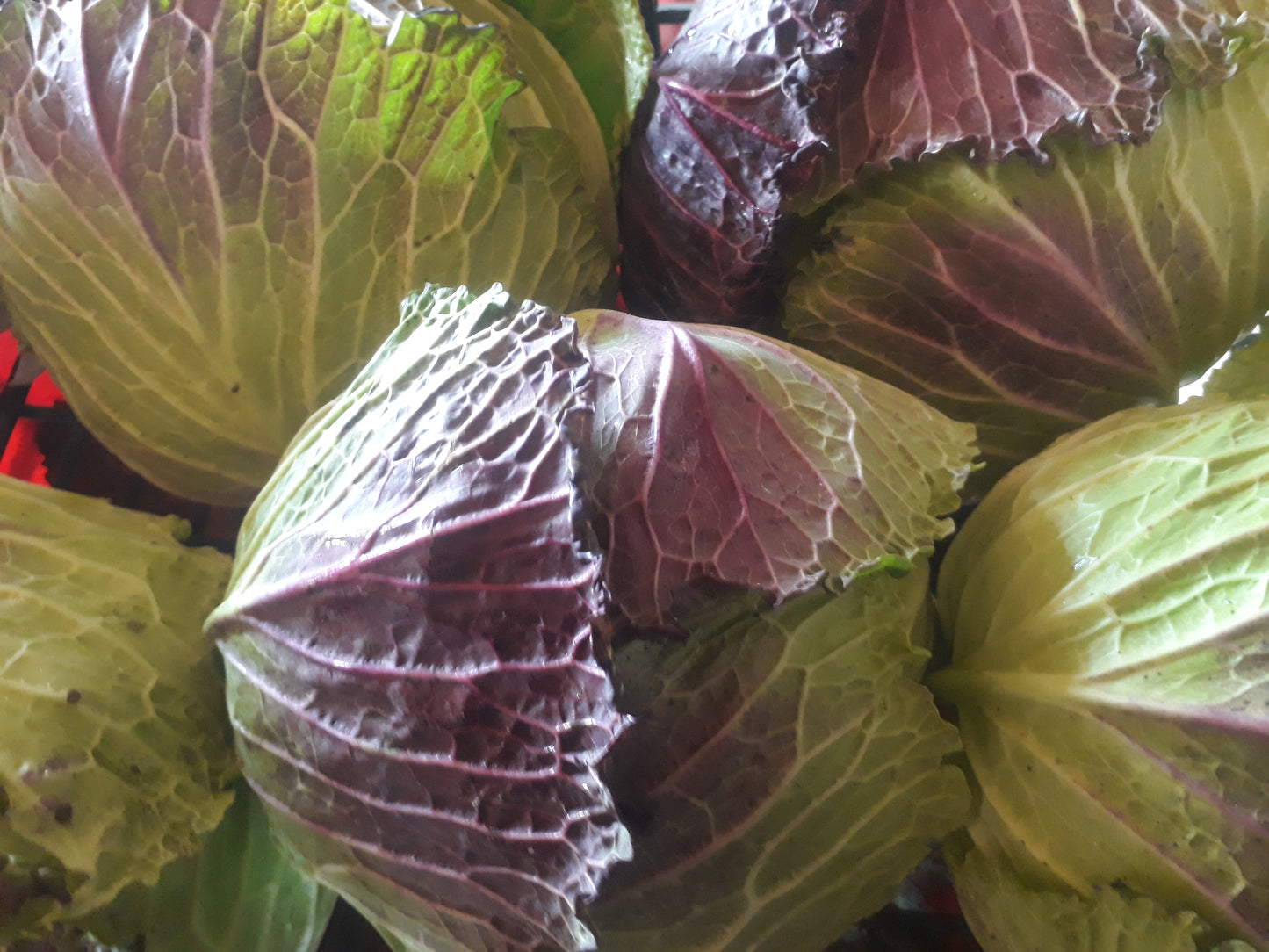 Verza Bianca (€ 3,90/kg) 800g