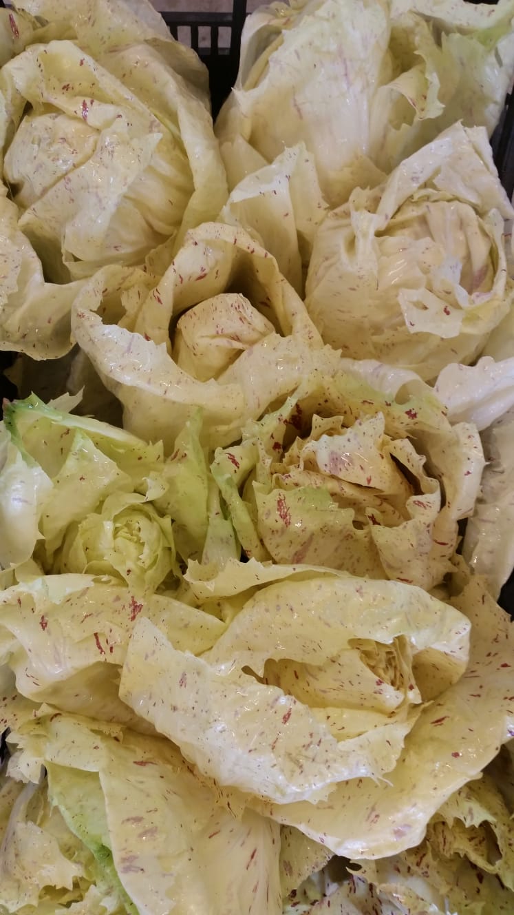 Radicchio Lusia (€ 4,90/kg) 500g
