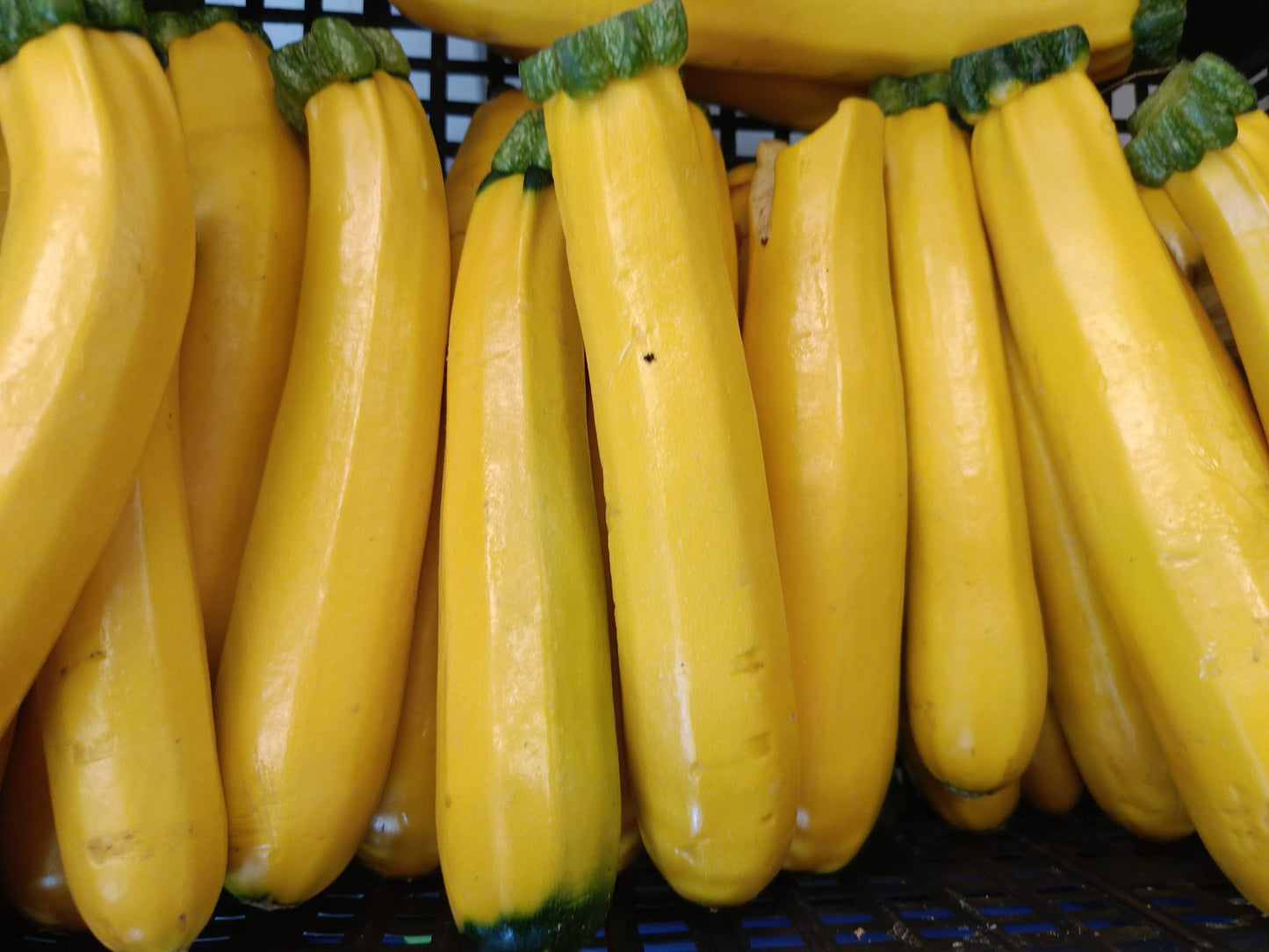 Zucchine Gialle (€ 4,20/kg) 4-5 pezzi 500g