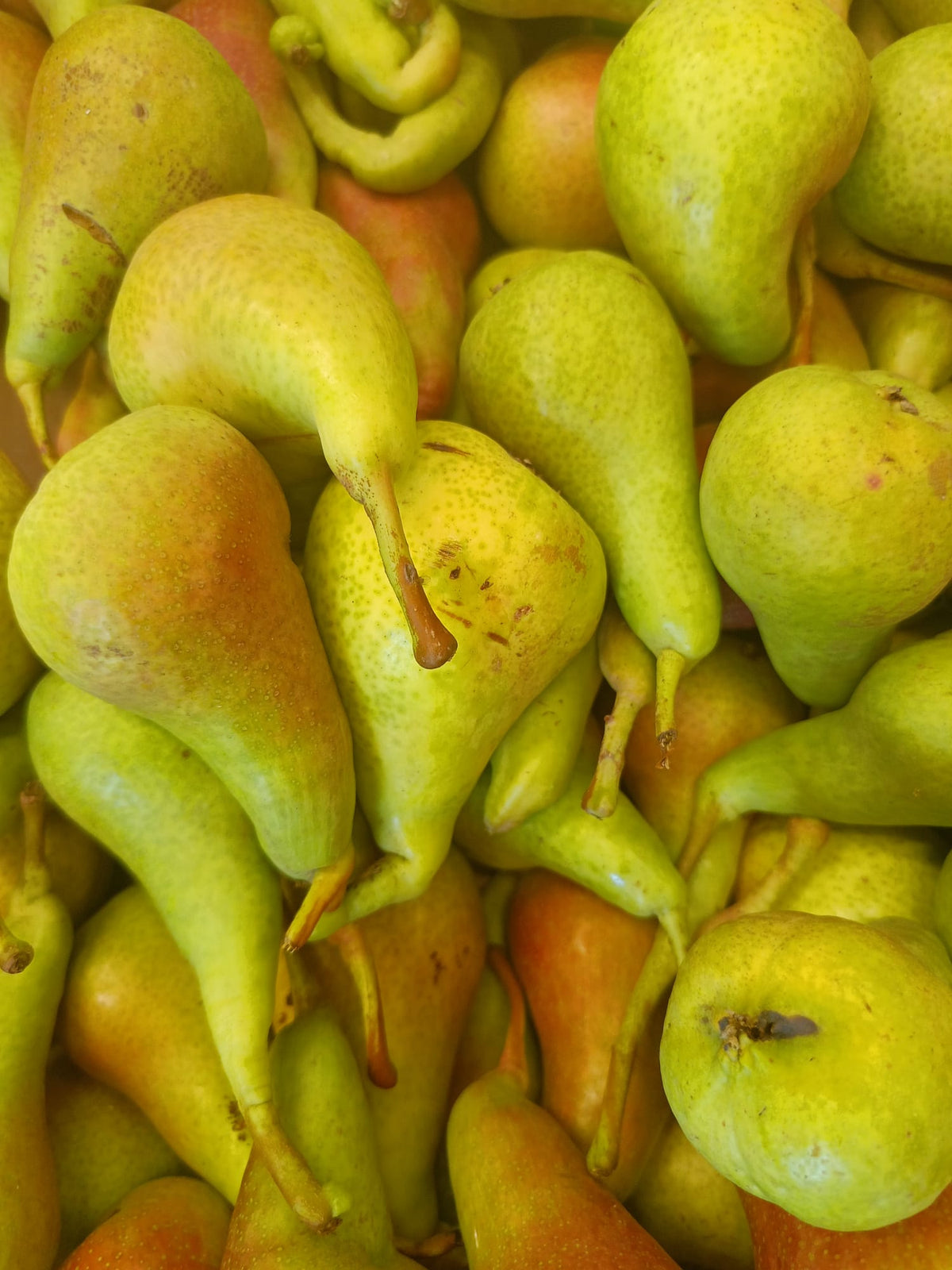 Pere ABATE 1 kg ( Prezzo al KG: 4,90€)