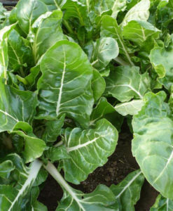 Bieta da Coste (€ 3,80/kg) 500g