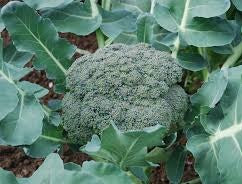 Broccolo Verde (€ 5,90/kg) 500g 1-2 pezzi