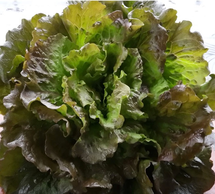 Lattuga Canasta OFFERTA (€ 4,50/kg) 500 gr.