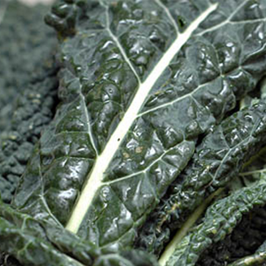 Cavolo Nero (€ 5,90/kg) 500g