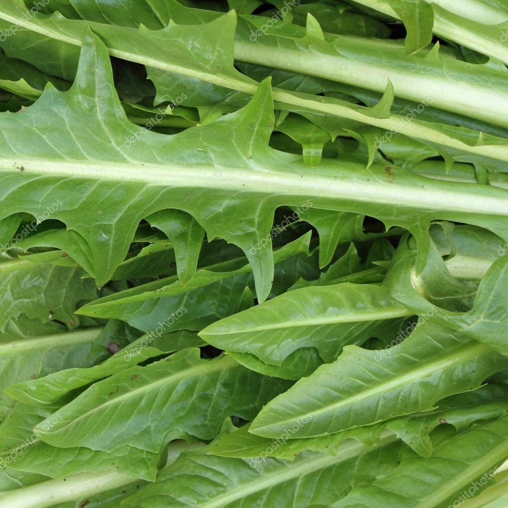 Cicoria Catalogna OFFERTA (€ 3,20/kg) 1Kg