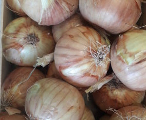 Cipolle dorate (€ 3,60/kg) 500g