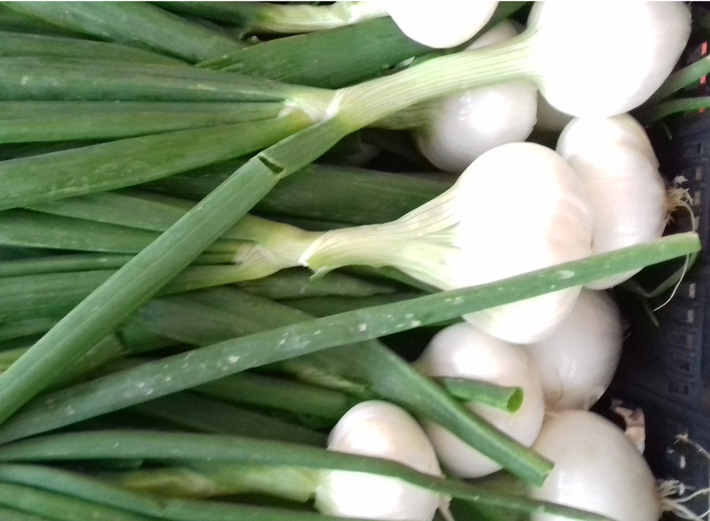 Cipollotti Freschi (€ 2,00/mazzo) 3 pezzi a mazzetto