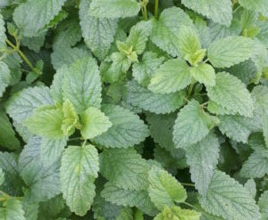 Erbe aromatiche 50g
