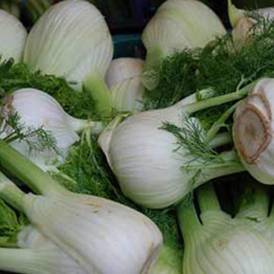 Finocchio da Crudo (€ 4,90/kg) 500 gr.