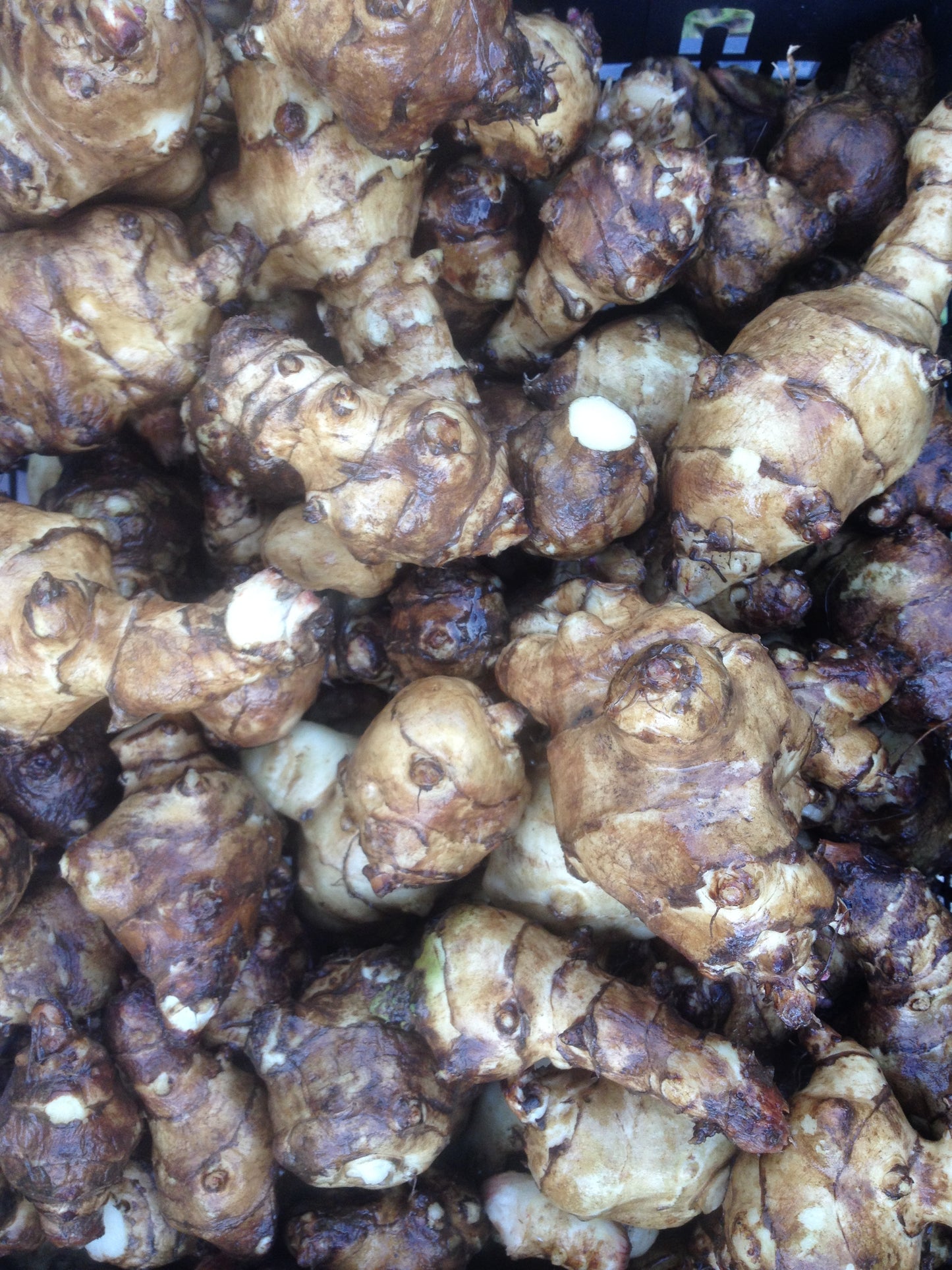 Topinambur (€ 4,90/kg) 500g