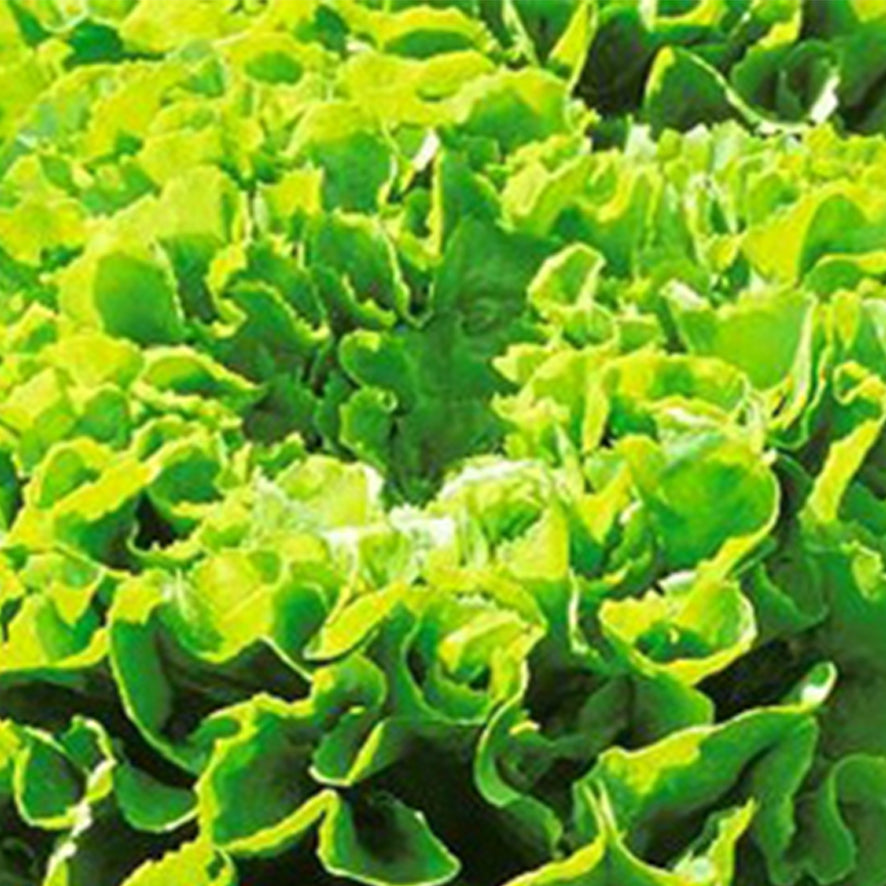 Indivia scarola (4,90 euro/kg) Quantità: 500 g