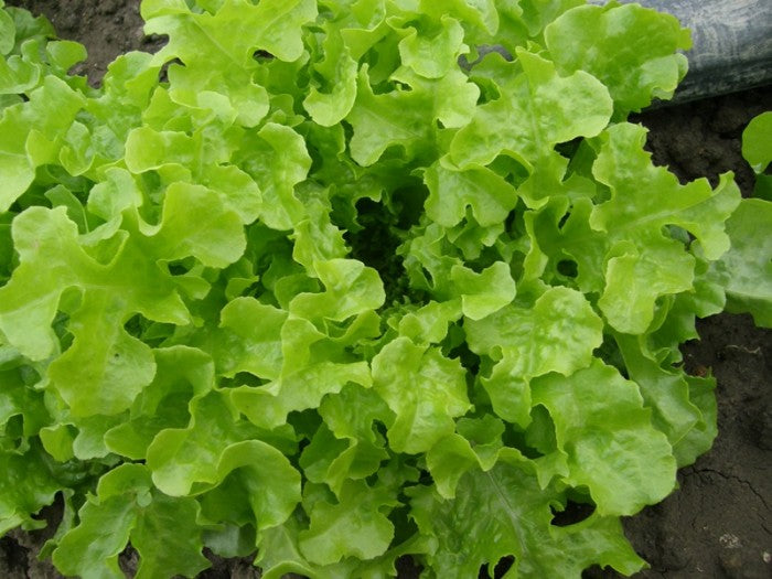 Lattuga Foglia di Quercia (€ 4,90/kg) 500 gr.