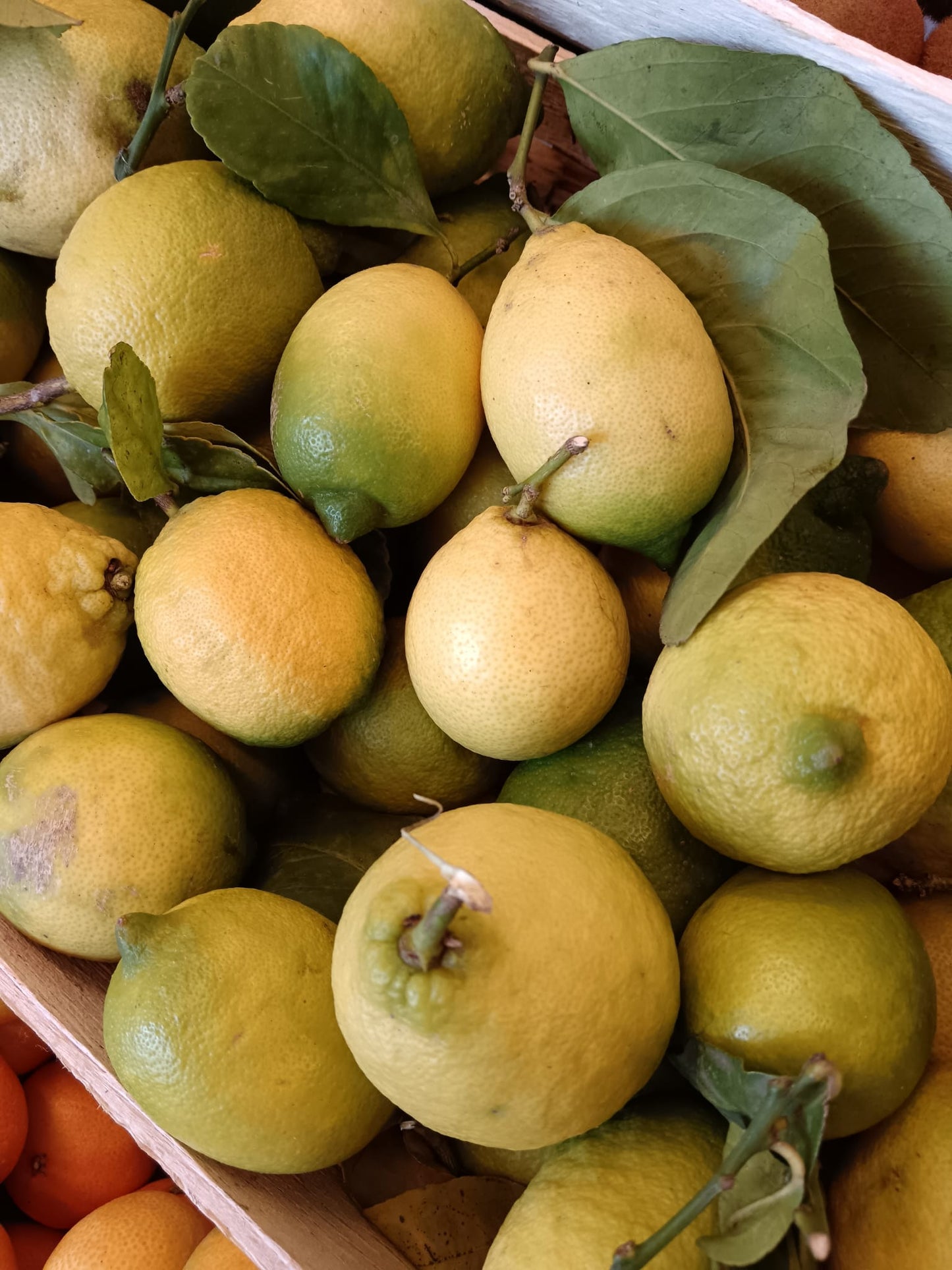 Limone Primofiore Sicilia (€ 3,90/KG) 500g