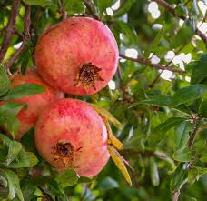 Melagrana (€ 4,50/kg) 500 gr.