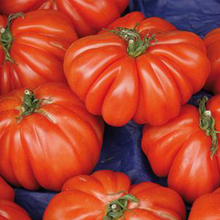 Pomodoro Cuore di Bue (€ 6,50/kg) 2-4 pezzi 500g