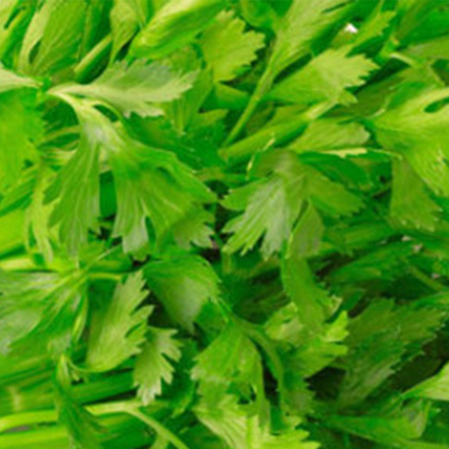 Sedano (€ 4,00/kg) 500 gr.