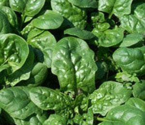 Spinaci Verdi (€ 7,90/kg) 500g