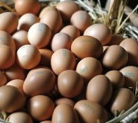 Uova Bio – Confezione da 6