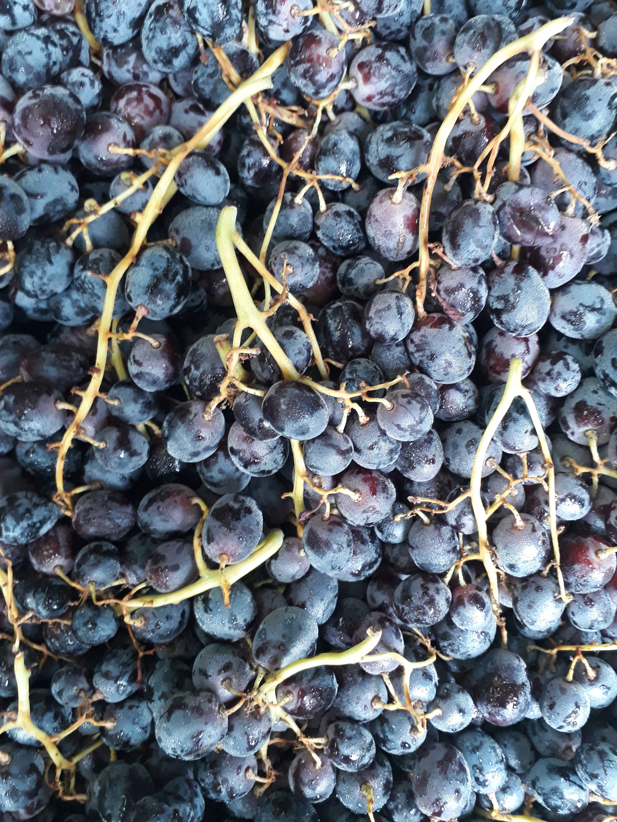 Uva rossa Apirene 500g (Senza semi ) (5,90 €/kg)