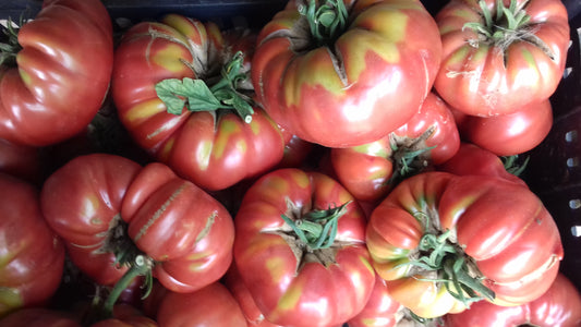 Pomodoro Costoluto Albenga (€ 4,90/kg)