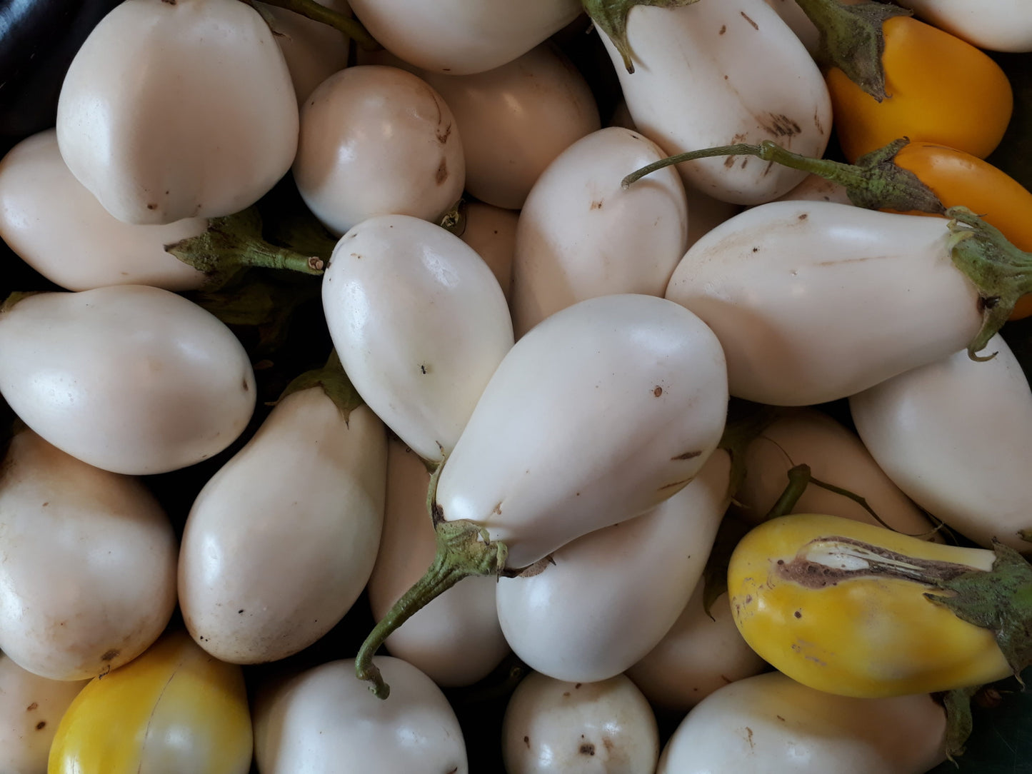 Melanzane Bianca (€ 5,50/kg) 2-3 pezzi 500g