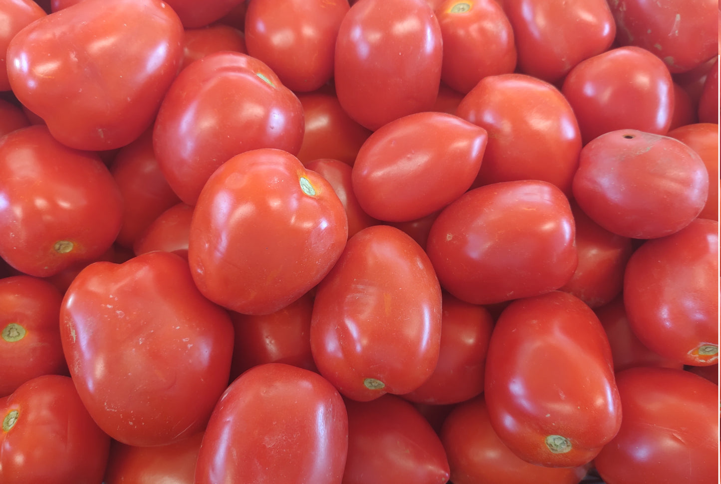 Pomodoro da Sugo (€ 1,90/kg) 1Kg