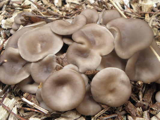Funghi Pleurotus - "SBRISA" (€ 6,50/kg) 400g