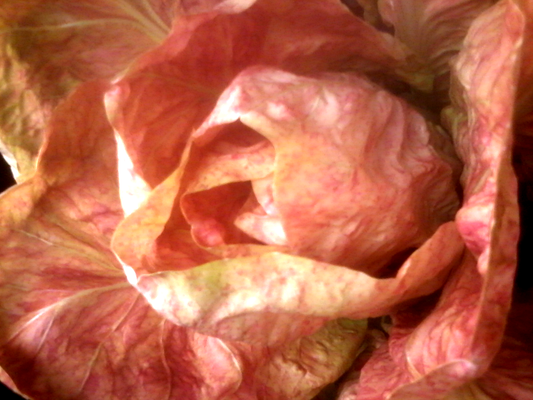 Radicchio Rosa (€ 6,20/kg) 500g