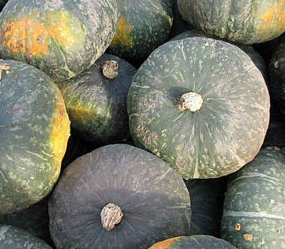 Zucca Delica (€ 3,20/kg) 1Kg