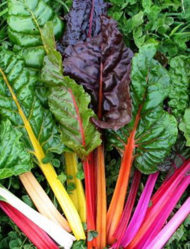 Bieta da Coste Color (€ 4,50/kg) 500g