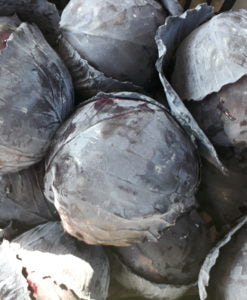Cappuccio viola (€ 3,50/kg) 500g