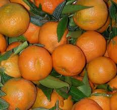 Clementine Calabria (€ 4,50/KG) 500g
