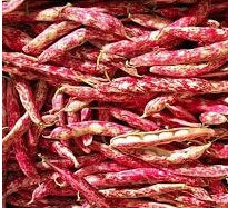 Fagioli Borlotti Freschi (€ 7,50/kg) 1 Kg