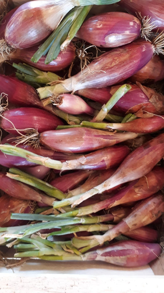 Cipolle Rosse Fiascone (€ 5,50/kg) 500g