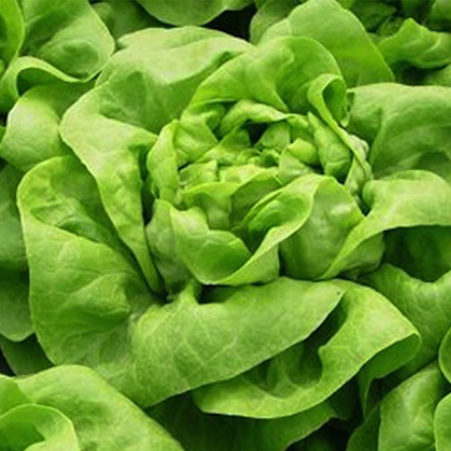 Lattuga Iceberg 500g Prezzo al KG: 4,90€
