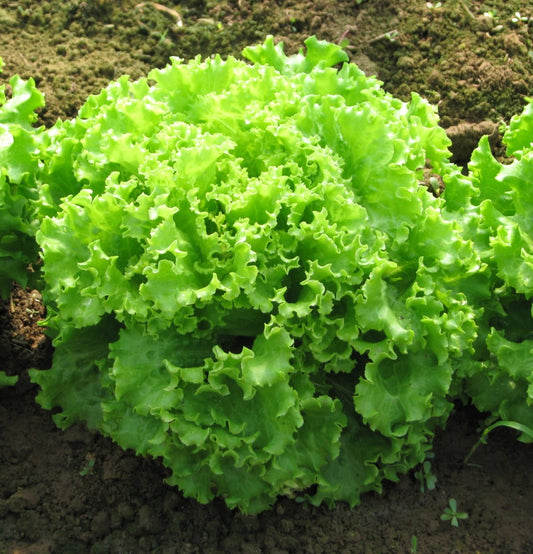 Lattuga Gentile  (€ 4,50/kg) 500 gr.