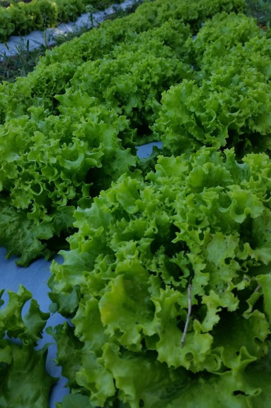Lattuga Gentile (€ 4,90/kg) 500g