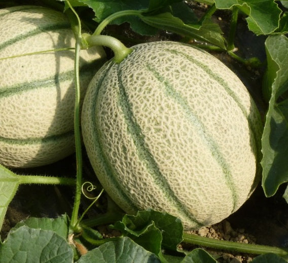 Melone Retato (€ 5,90/kg) 1kg