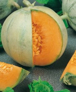 Melone Liscio (€ 3,50/kg) 1,5 kg