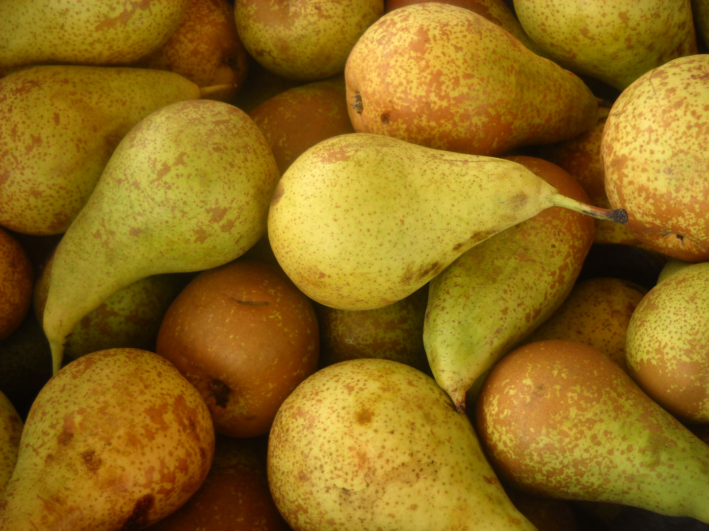 Pere Conference (€ 5,50/kg) 1 kg