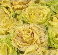 Radicchio Variegato (€ 4,80/kg) 500g