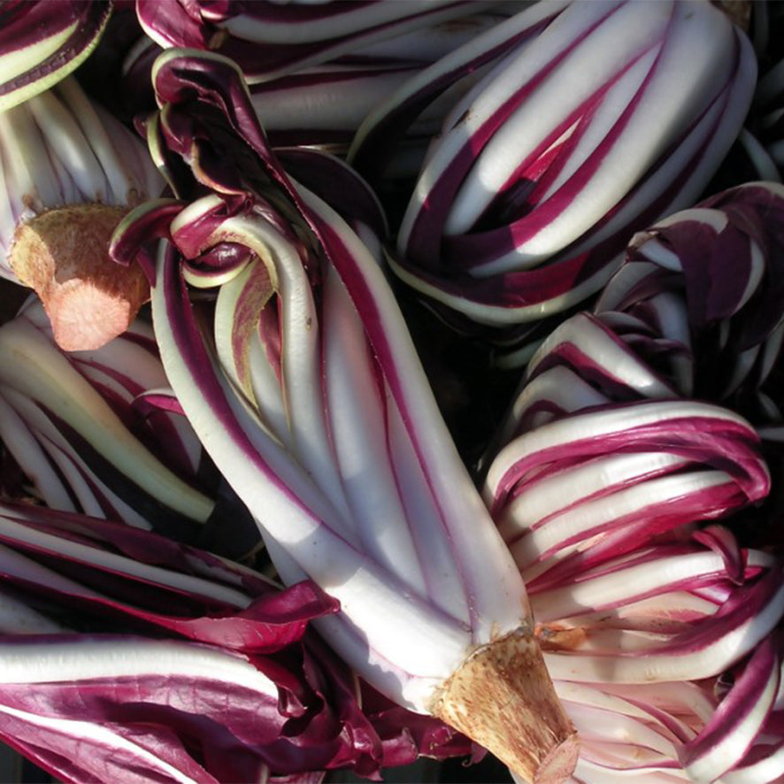 Radicchio Tardivo (€ 9,50/kg) 500g