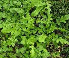 Rosoline (€ 5,90/kg) 500g