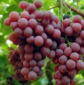 Uva Rossa (€ 6,20/kg) 500 gr.